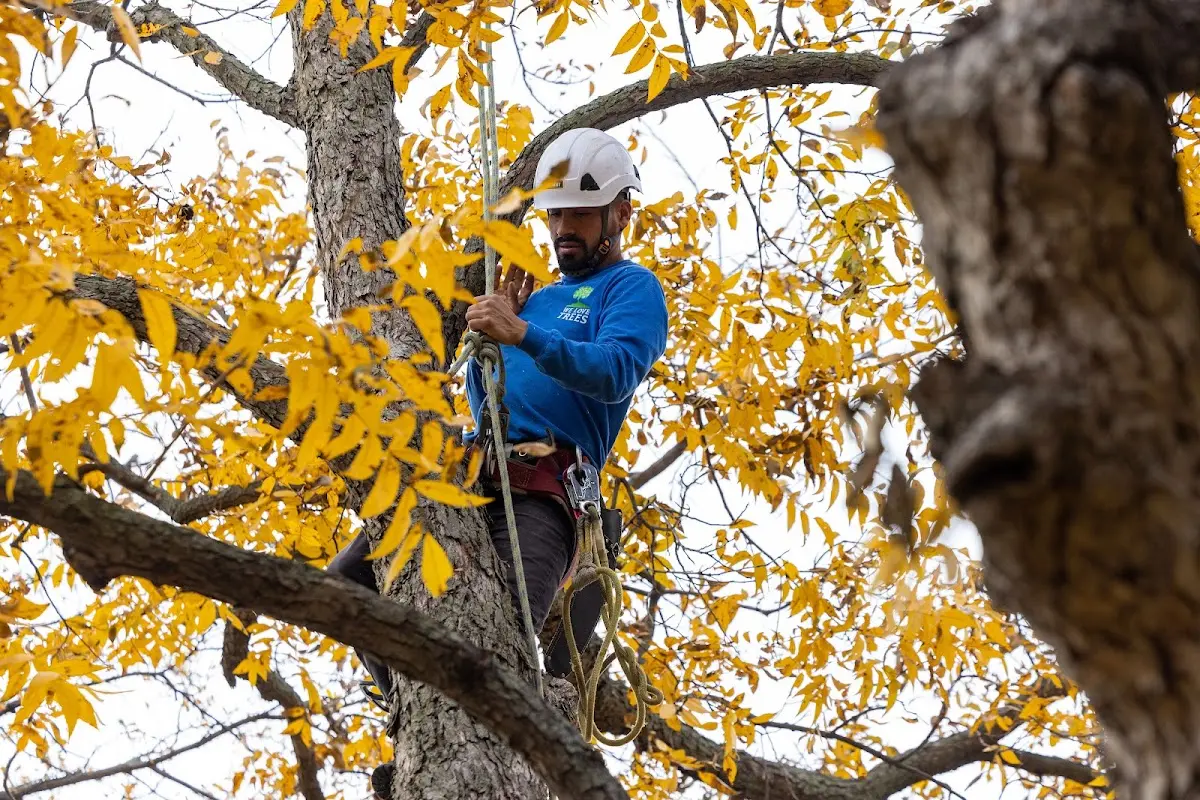 Skilled Tree Planting crew working in Calumet