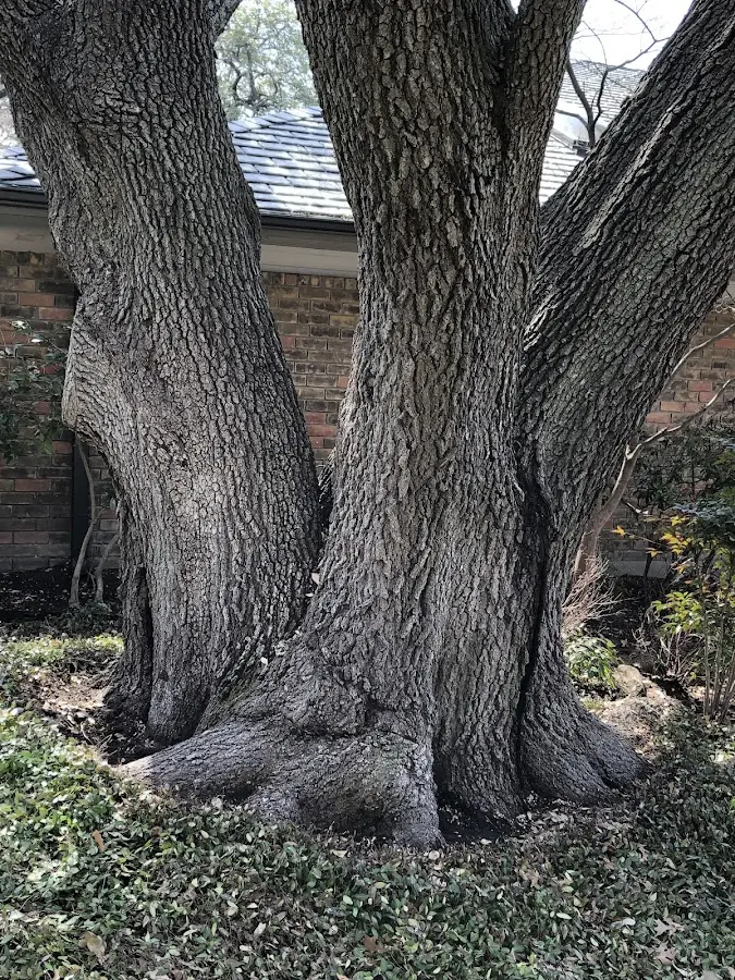 Mature heritage tree close to a Calumet property cared for by certified arborists
